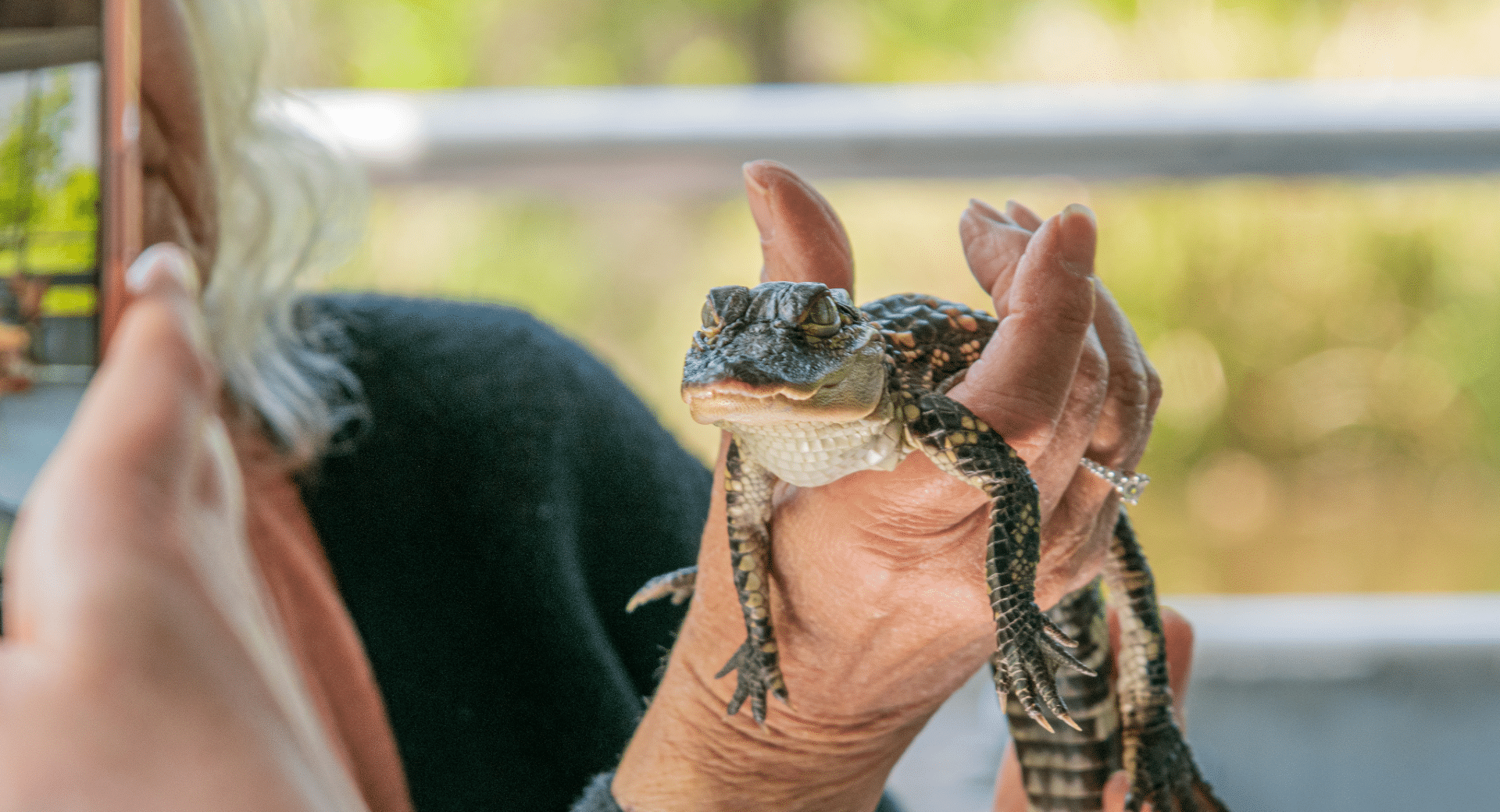 Jean Lafitte Swamp Tours